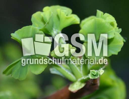 Ginkgo-5.jpg